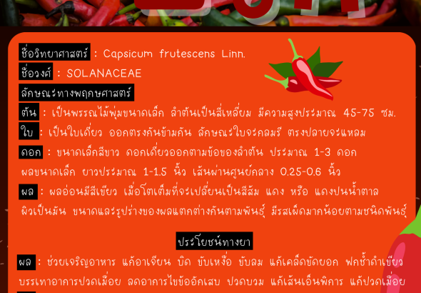 พริก